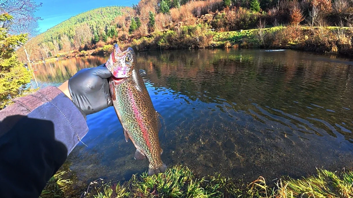 Almanya’da bir gölde kıyıdan olta ile yakalanan gökkuşağı alabalığı